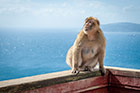 Gibraltar. Jedna z gibraltarskich małp na Apes Den. - foto: wnieznane.pl Gibraltar. Jedna z gibraltarskich małp na Apes Den. - foto: wnieznane.pl