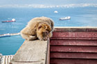 Gibraltar. Gibraltarskie małpki zrobią wszystko, by dostać od turystów jedzenie. - foto: wnieznane.pl Gibraltar. Gibraltarskie małpki zrobią wszystko, by dostać od turystów jedzenie. - foto: wnieznane.pl