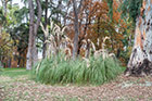 Madryt. Trawa pampasowa w Parku Retiro. - foto: wnieznane.pl Madryt. Trawa pampasowa w Parku Retiro. - foto: wnieznane.pl