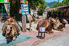 Wielbłądy w miejscowości Kayakoy. - foto: wnieznane.pl Wielbłądy w miejscowości Kayakoy. - foto: wnieznane.pl