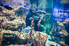 Malta. Wnętrze Malta National Aquarium w miejscowości Qawra. - foto: wnieznane.pl Malta. Wnętrze Malta National Aquarium w miejscowości Qawra. - foto: wnieznane.pl