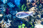 Malta. Wnętrze Malta National Aquarium w miejscowości Qawra. - foto: wnieznane.pl Malta. Wnętrze Malta National Aquarium w miejscowości Qawra. - foto: wnieznane.pl
