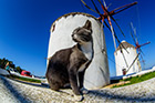 Mykonos. Koty są często spotykane na Mykonos, ale nie w takiej dużej liczbie, jak na niektórych innych wyspach. - foto: wnieznane.pl Mykonos. Koty są często spotykane na Mykonos, ale nie w takiej dużej liczbie, jak na niektórych innych wyspach. - foto: wnieznane.pl