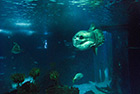Lizbona. Oceanarium. - foto: wnieznane.pl Lizbona. Oceanarium. - foto: wnieznane.pl