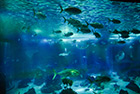 Lizbona. Oceanarium. - foto: wnieznane.pl Lizbona. Oceanarium. - foto: wnieznane.pl