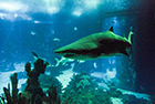 Lizbona. Oceanarium. - foto: wnieznane.pl Lizbona. Oceanarium. - foto: wnieznane.pl