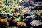 Lizbona. Oceanarium. - foto: wnieznane.pl Lizbona. Oceanarium. - foto: wnieznane.pl