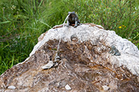 Alpy Austriackie. - foto: wnieznane.pl Alpy Austriackie. - foto: wnieznane.pl