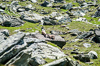 Alpy Austriackie. - foto: wnieznane.pl Alpy Austriackie. - foto: wnieznane.pl