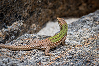 Kalabria. Jaszczurka wygrzewająca się na gorącym kamieniu na plaży Formicoli. - foto: wnieznane.pl Kalabria. Jaszczurka wygrzewająca się na gorącym kamieniu na plaży Formicoli. - foto: wnieznane.pl