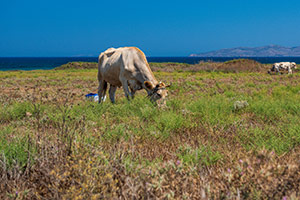 Kos. Niedaleko Mastichari znajdują się pastwiska. - foto: wnieznane.pl Kos. Niedaleko Mastichari znajdują się pastwiska. - foto: wnieznane.pl