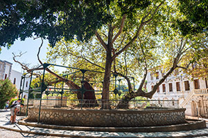 Kos. Platan Hipokratesa. - foto: wnieznane.pl Kos. Platan Hipokratesa. - foto: wnieznane.pl