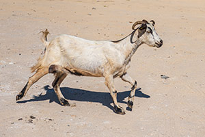 Kos. Koza w opuszczonej wiosce Palio Pyli. - foto: wnieznane.pl Kos. Koza w opuszczonej wiosce Palio Pyli. - foto: wnieznane.pl